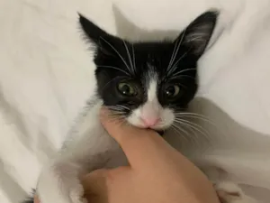 Gato raça  idade Abaixo de 2 meses nome Zaya
