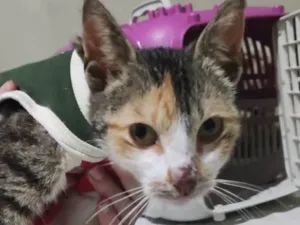 Gato raça SRD-ViraLata idade 1 ano nome MINIE
