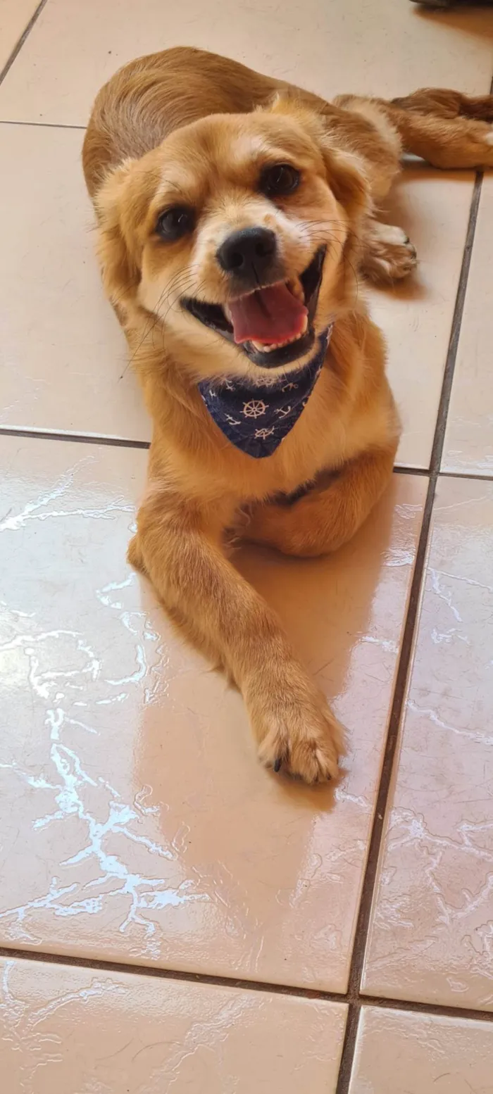 Cachorro ra a SRD-ViraLata idade 7 a 11 meses nome LOBINHO