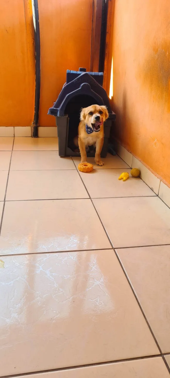 Cachorro ra a SRD-ViraLata idade 7 a 11 meses nome LOBINHO