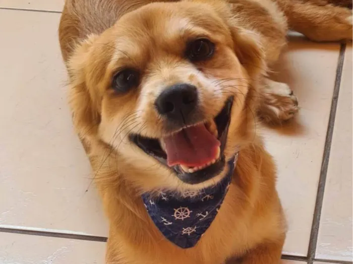 Cachorro ra a SRD-ViraLata idade 7 a 11 meses nome LOBINHO