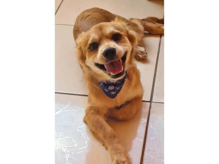 Cachorro ra a SRD-ViraLata idade 7 a 11 meses nome LOBINHO