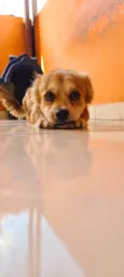 LOBINHO