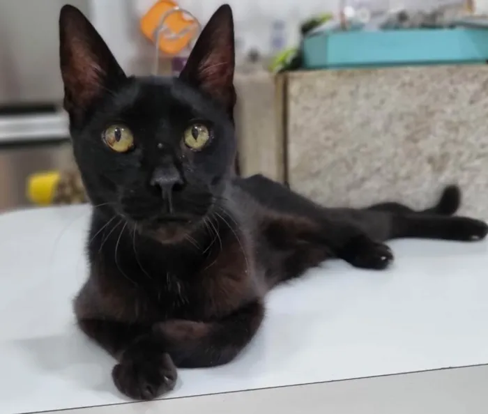 Gato ra a SRD-ViraLata idade 4 anos nome Bartolomeu 