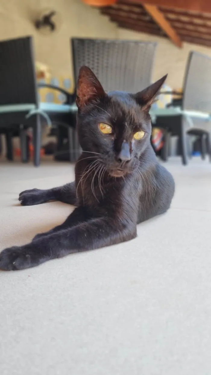 Gato ra a SRD-ViraLata idade 4 anos nome Bartolomeu 