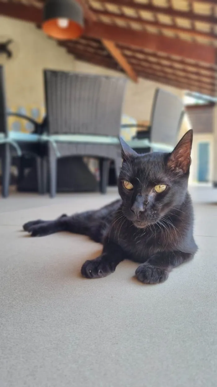 Gato ra a SRD-ViraLata idade 4 anos nome Bartolomeu 