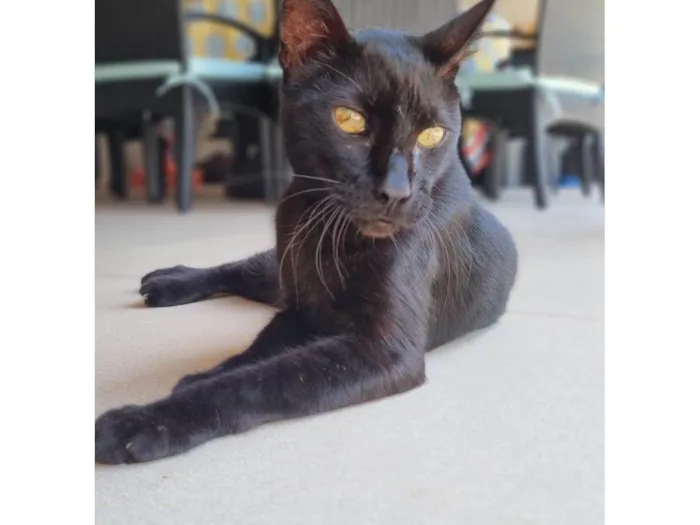 Gato ra a SRD-ViraLata idade 4 anos nome Bartolomeu 