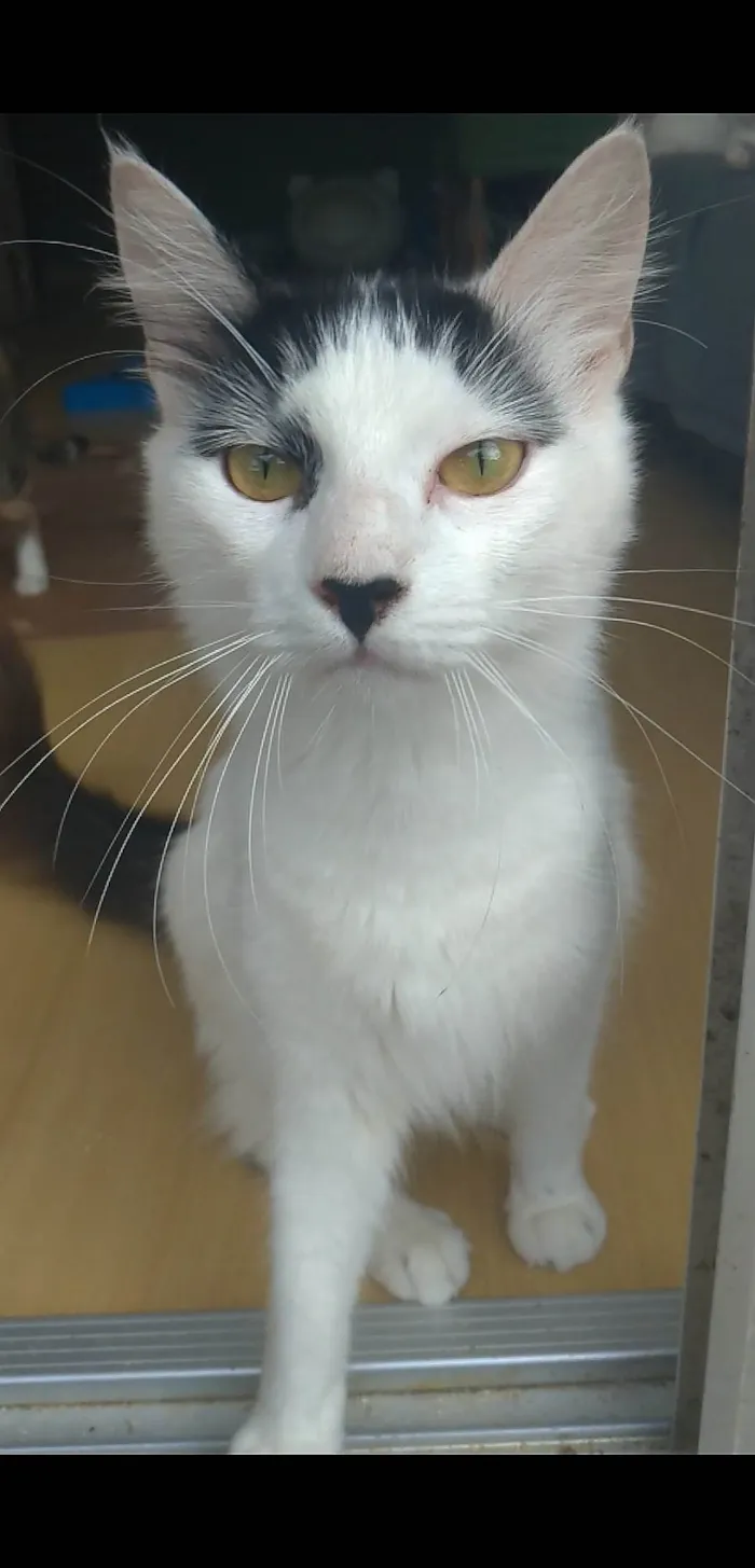 Gato ra a SRD-ViraLata idade  nome Safira 