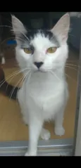 Safira