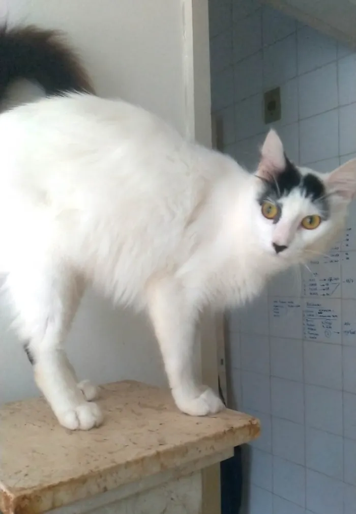 Gato ra a SRD-ViraLata idade  nome Safira 