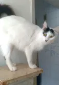 Safira