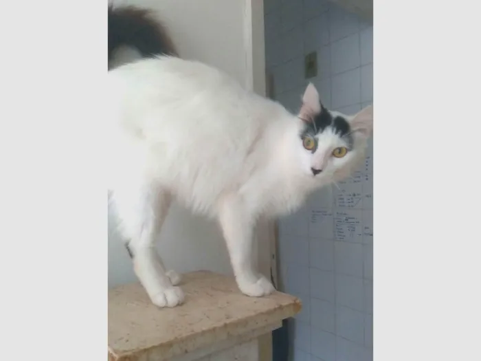 Gato ra a SRD-ViraLata idade  nome Safira 