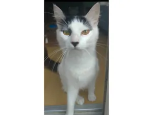 Gato raça SRD-ViraLata idade  nome Safira 