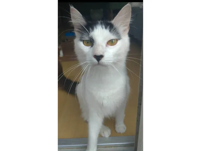 Gato ra a SRD-ViraLata idade  nome Safira 