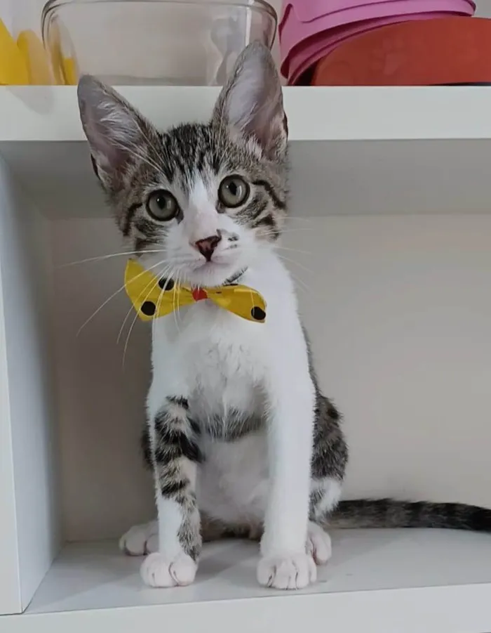 Gato ra a SRD-ViraLata idade 1 ano nome Pipo