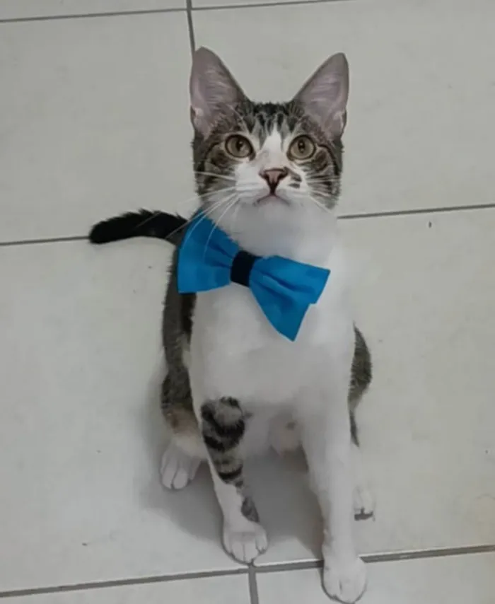 Gato ra a SRD-ViraLata idade 1 ano nome Pipo