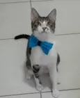 Pipo