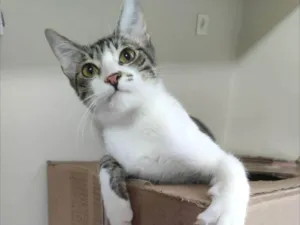 Gato raça SRD-ViraLata idade 1 ano nome Pipo