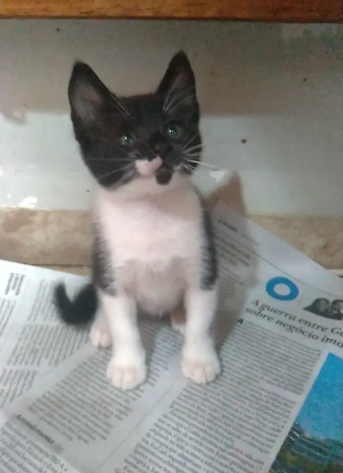 Gato ra a SRD-ViraLata idade 2 a 6 meses nome Thomas
