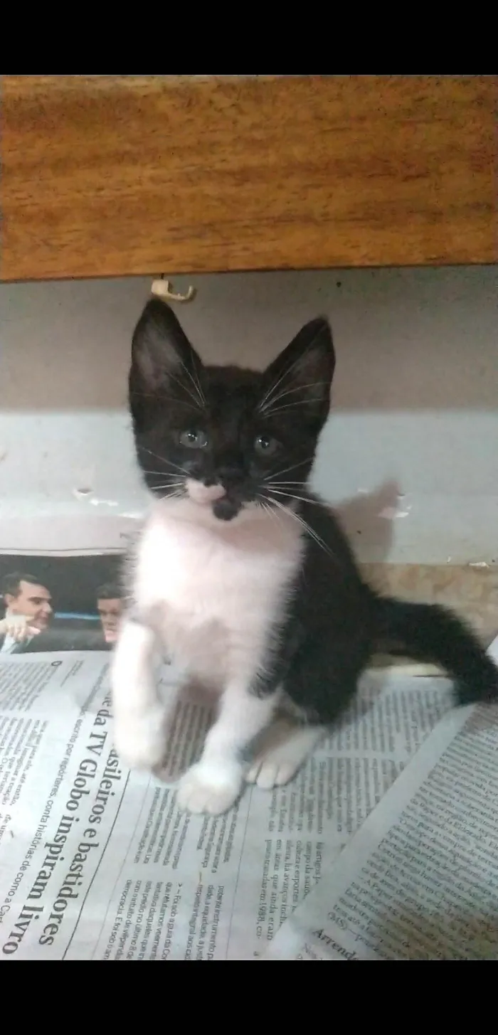 Gato ra a SRD-ViraLata idade 2 a 6 meses nome Thomas