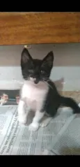 Thomas