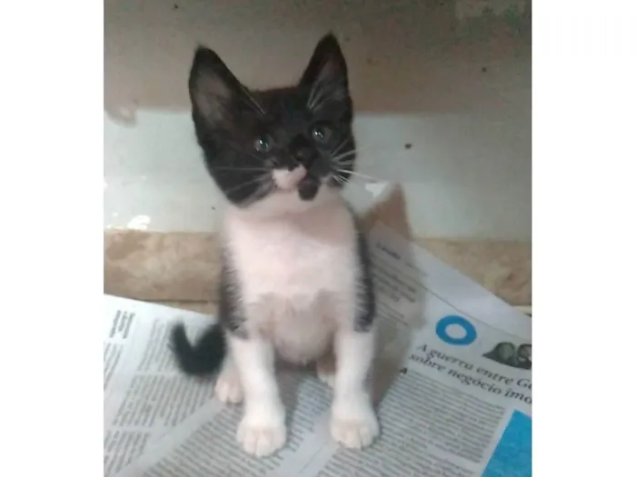 Gato ra a SRD-ViraLata idade 2 a 6 meses nome Thomas