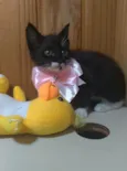Talia