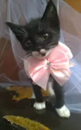 Talia