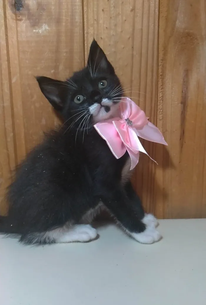 Gato ra a SRD-ViraLata idade 2 a 6 meses nome Talia
