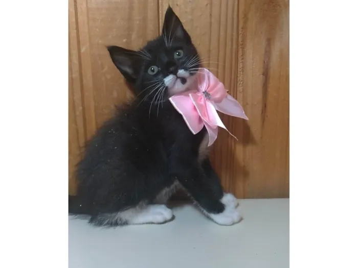 Gato ra a SRD-ViraLata idade 2 a 6 meses nome Talia