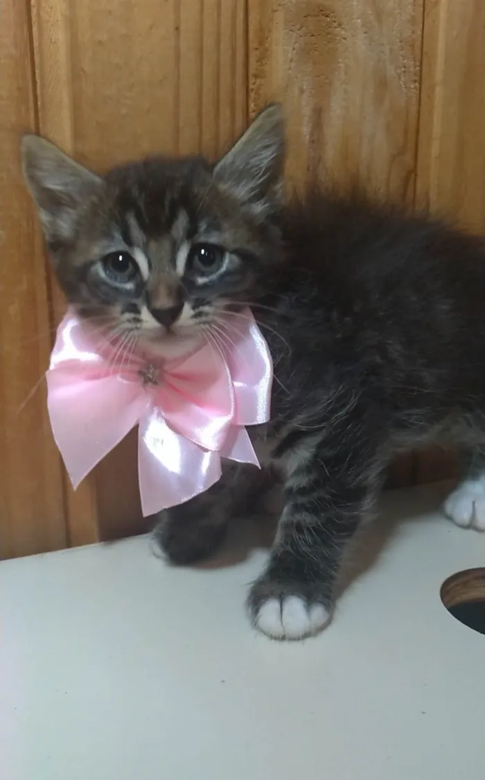 Gato ra a SRD-ViraLata idade 2 a 6 meses nome Tarsila