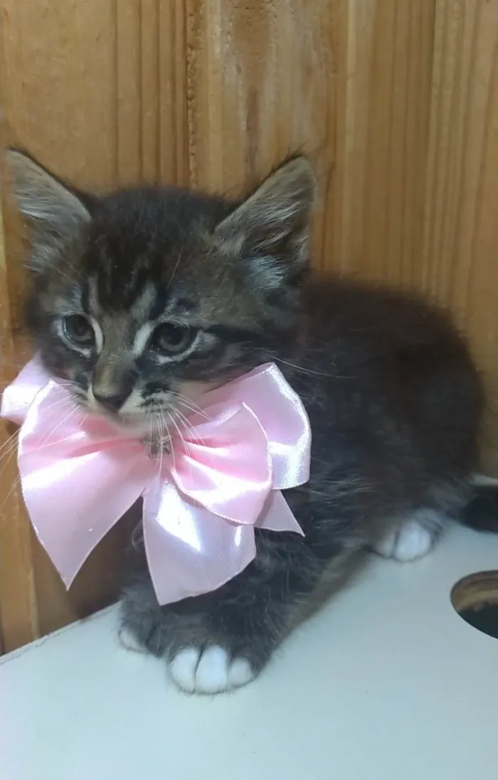 Gato ra a SRD-ViraLata idade 2 a 6 meses nome Tarsila