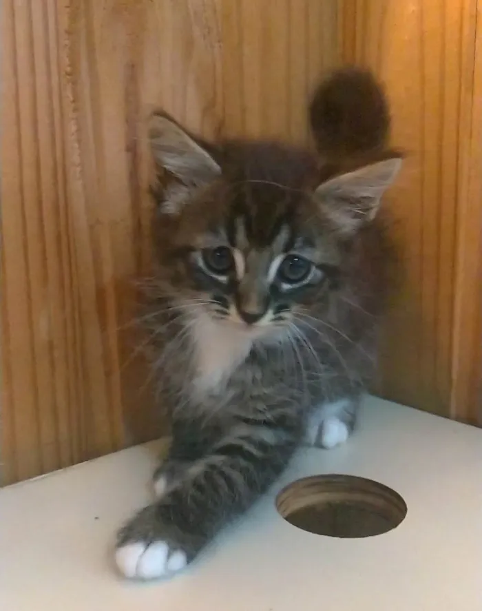 Gato ra a SRD-ViraLata idade 2 a 6 meses nome Tarsila