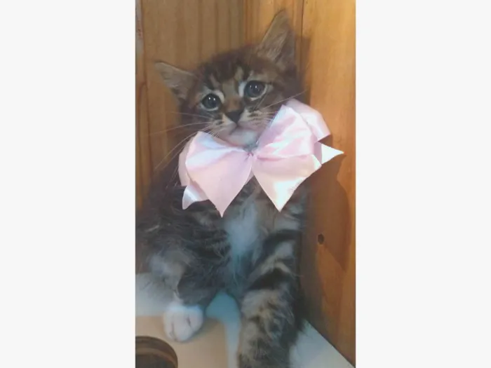 Gato ra a SRD-ViraLata idade 2 a 6 meses nome Tarsila