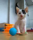Tobias
