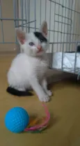 Tobias