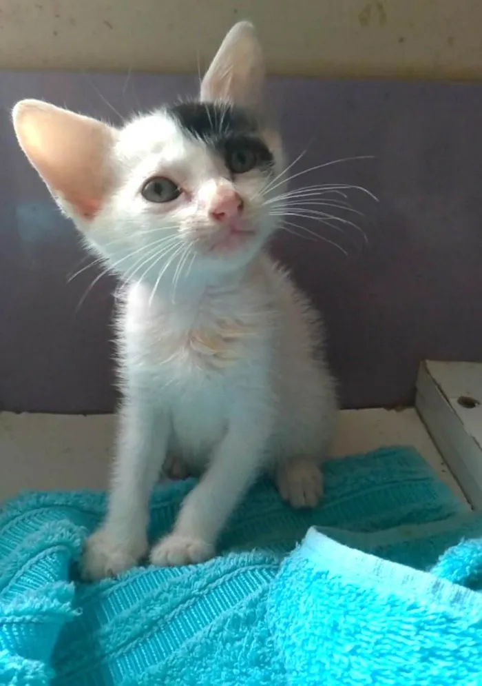 Gato ra a SRD-ViraLata idade 2 a 6 meses nome Tobias