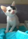 Tobias