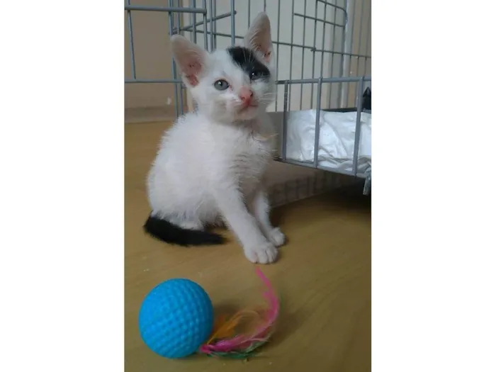 Gato ra a SRD-ViraLata idade 2 a 6 meses nome Tobias