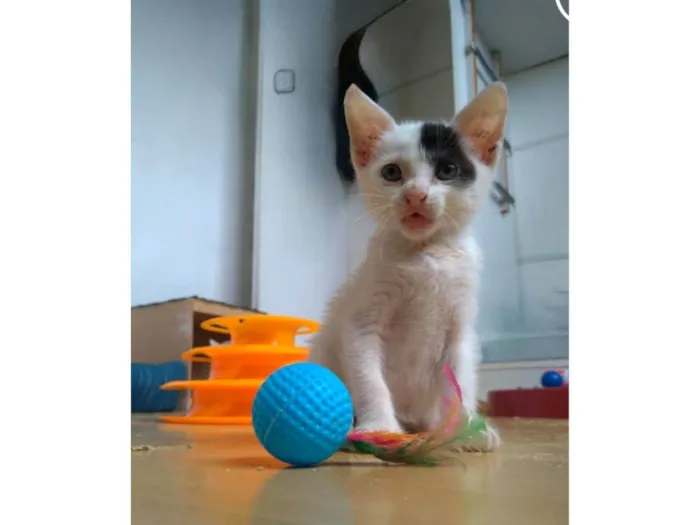 Gato ra a SRD-ViraLata idade 2 a 6 meses nome Tobias