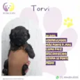 Torvi