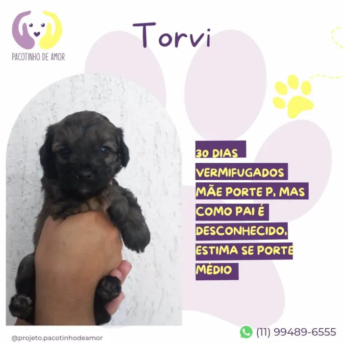Cachorro ra a SRD-ViraLata idade Abaixo de 2 meses nome Torvi