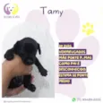 Tamy