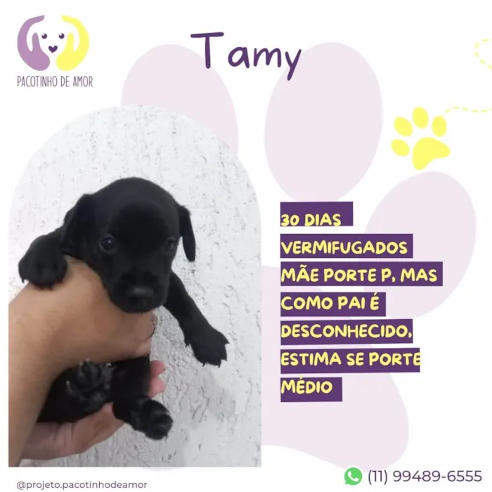 Cachorro ra a SRD-ViraLata idade Abaixo de 2 meses nome Tamy
