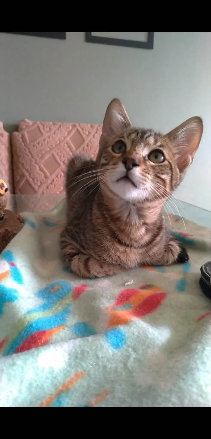 Gato ra a SRD-ViraLata idade 2 a 6 meses nome Nick