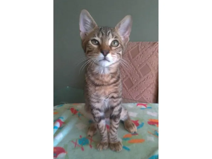 Gato ra a SRD-ViraLata idade 2 a 6 meses nome Nick