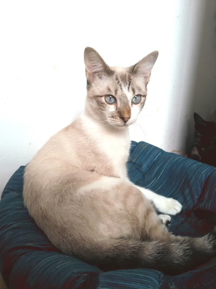 Gato ra a SRD-ViraLata idade 7 a 11 meses nome Nino