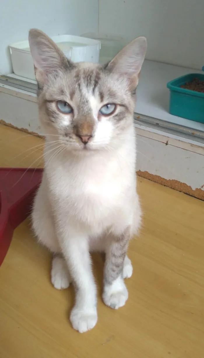 Gato ra a SRD-ViraLata idade 7 a 11 meses nome Nino