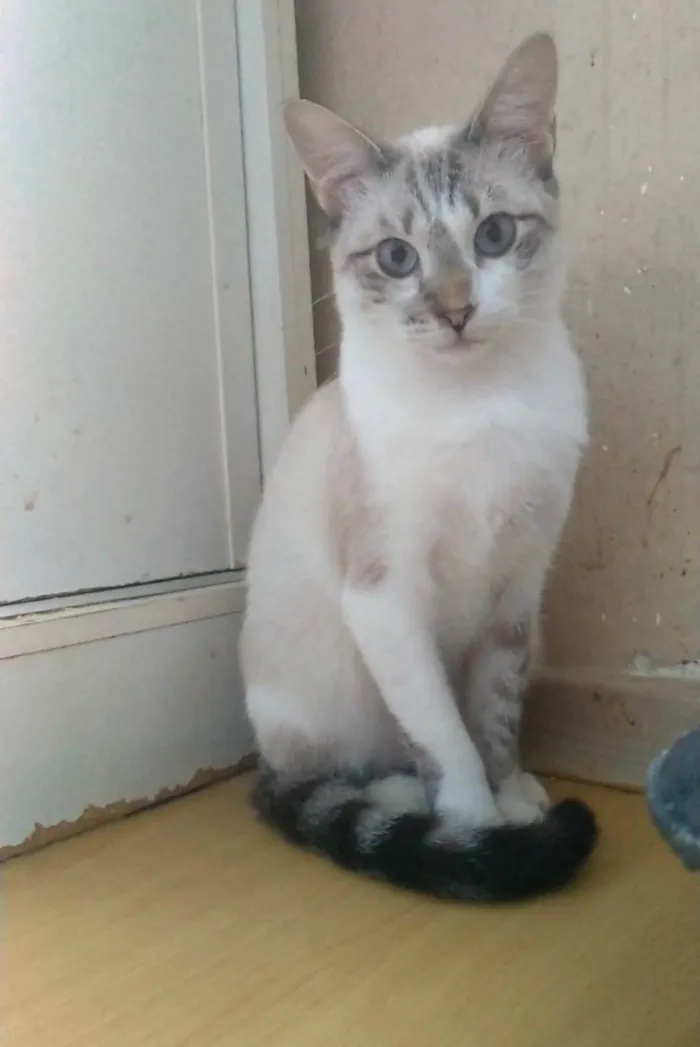 Gato ra a SRD-ViraLata idade 7 a 11 meses nome Nino