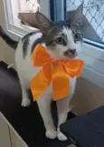 Pipa